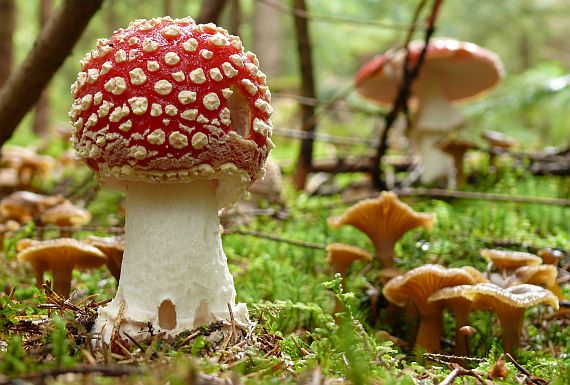 muchotrávka červená Amanita muscaria (L.) Lam.