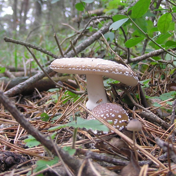 muchotrávka tigrovaná Amanita pantherina (DC.) Krombh.