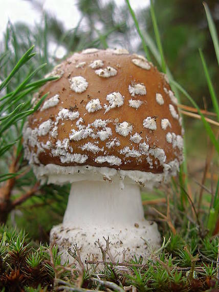 muchotrávka tigrovaná Amanita pantherina (DC.) Krombh.