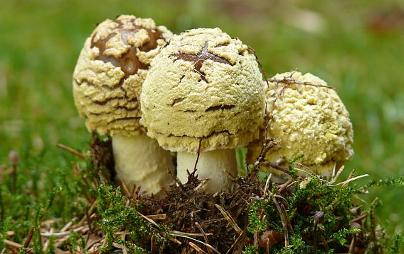 muchotrávka kráľovská Amanita regalis (Fr.) Michael