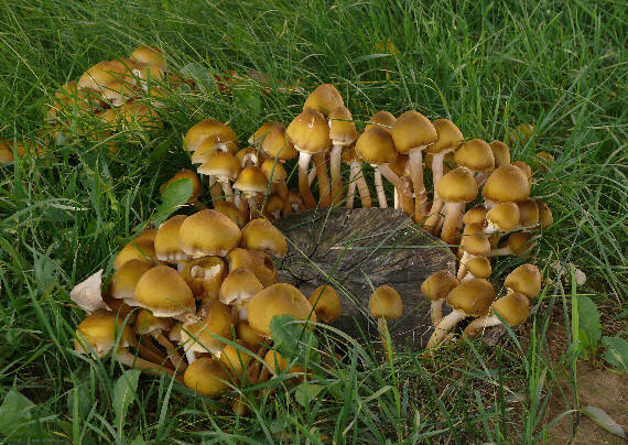 podpňovka obyčajná Armillaria mellea (Vahl) P. Kumm.