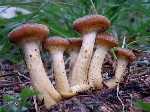 podpňovka Armillaria sp.