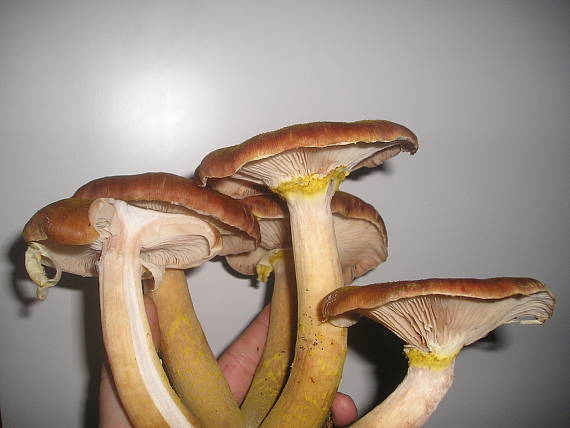 podpňovka Armillaria sp.