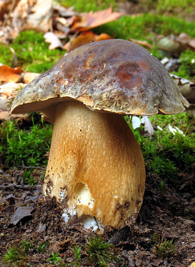 hríb bronzový Boletus aereus Bull. ex Fr.