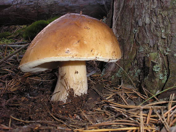 hríb smrekový Boletus edulis Bull.