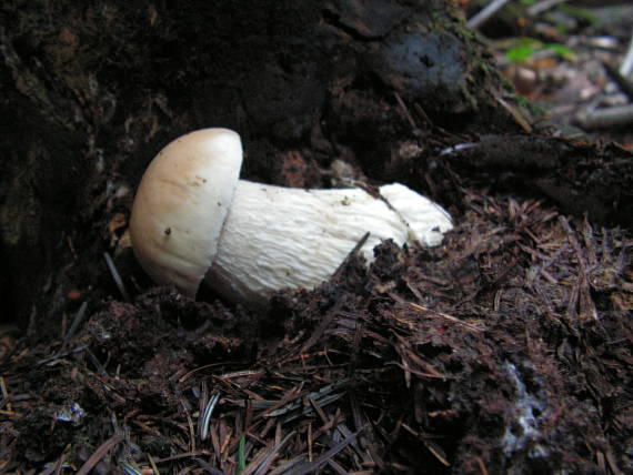 hríb smrekový Boletus edulis Bull.