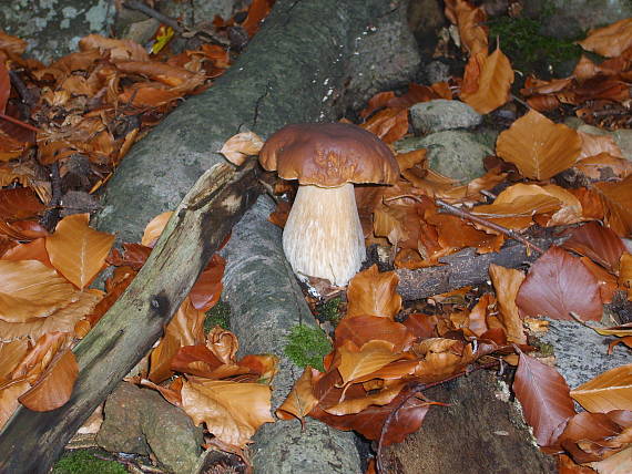 hríb smrekový Boletus edulis Bull.