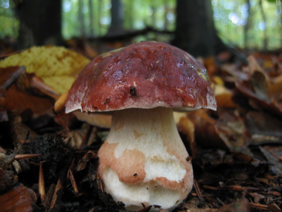 hríb sosnový Boletus pinophilus Pil. et Dermek in Pil.