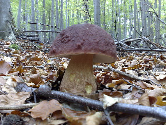 hríb sosnový Boletus pinophilus Pil. et Dermek in Pil.