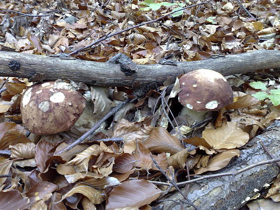 hríb sosnový Boletus pinophilus Pil. et Dermek in Pil.