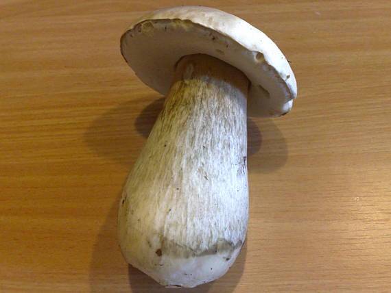 hríb Boletus sp.