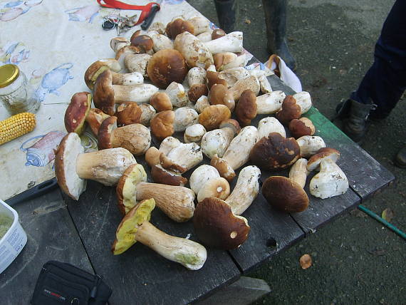 hríb Boletus sp.