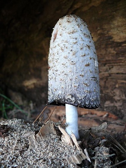 hnojník obyčajný Coprinus comatus (O.F. Müll.) Pers.