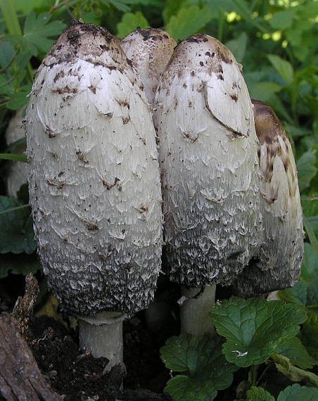 hnojník obyčajný Coprinus comatus (O.F. Müll.) Pers.