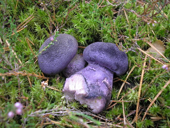 pavučinovec hercýnsky ? Cortinarius hercynicus (Pers.) M.M. Moser