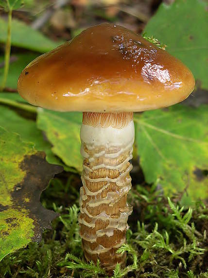 pavučinovec mazľavý Cortinarius trivialis J.E. Lange