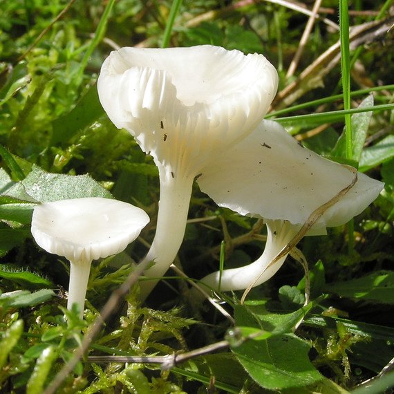 lúčnica snehobiela Cuphophyllus virgineus (Wulfen) Kovalenko