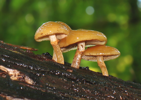 kapucňovka okrovohnedastá Galerina marginata (Batsch) Kühner