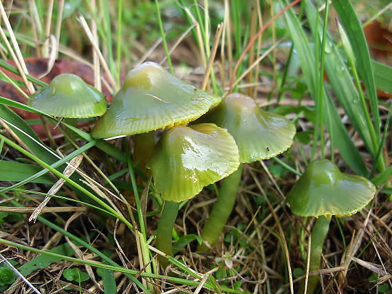 lúčnica žltozelená Gliophorus psittacinus (Schaeff.) Herink