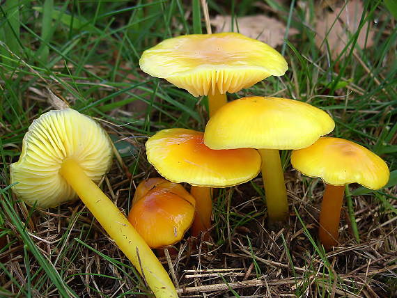 lúčnica citrónovožltá Hygrocybe chlorophana (Fr.) Wünsche