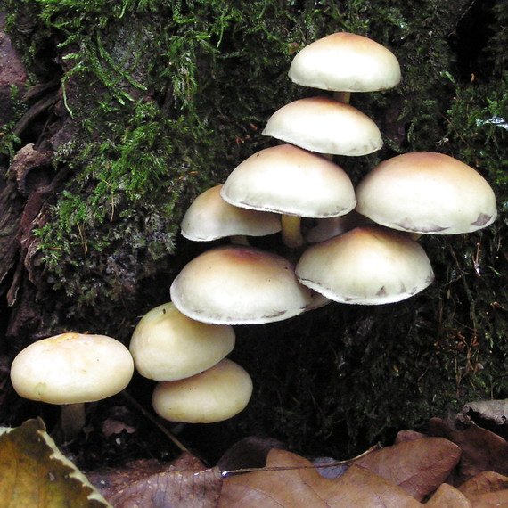 strapcovka zväzkovitá Hypholoma fasciculare (Huds.) P. Kumm.