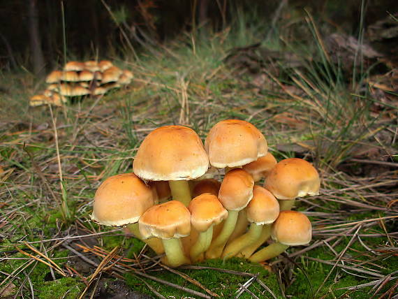 strapcovka zväzkovitá Hypholoma fasciculare (Huds.) P. Kumm.