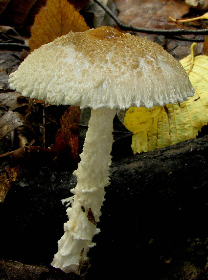 bedlička vlnatá Lepiota clypeolaria (Bull.) P. Kumm.