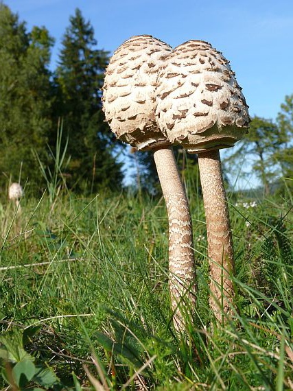 bedľa vysoká Macrolepiota procera (Scop.) Singer