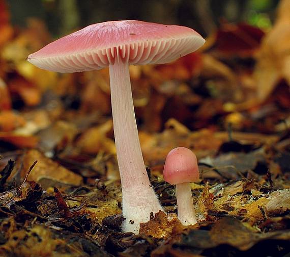 prilbička ružovkastá Mycena rosea Gramberg