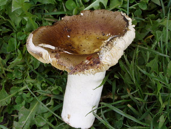 plávka Russula sp.