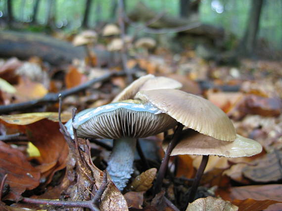 golierovka zelenkastá Stropharia aeruginosa (Curtis) Quél.