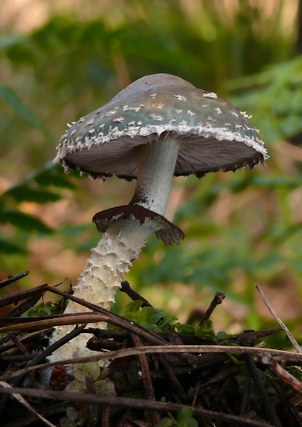 golierovka zelenkastá Stropharia aeruginosa (Curtis) Quél.