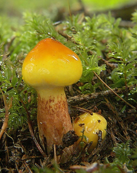 masliak smrekovcový Suillus grevillei (Klotzsch) Singer