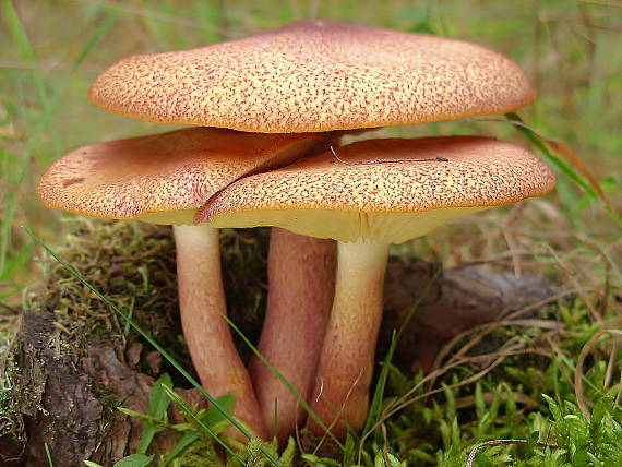 čírovec červenožltý Tricholomopsis rutilans (Schaeff.) Singer