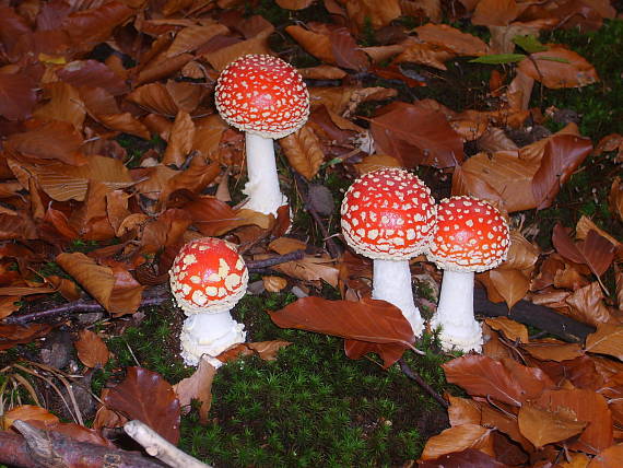 muchotravka červena amanita muscaria (L.) Lam.