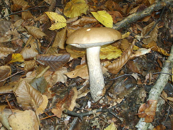 kozák brezový leccinum scabrum (Bull.) Gray