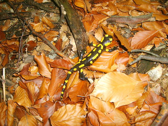 salamandra škvrnitá