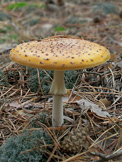 muchotrávka slamovožltá Amanita gemmata (Fr.) Bertill.