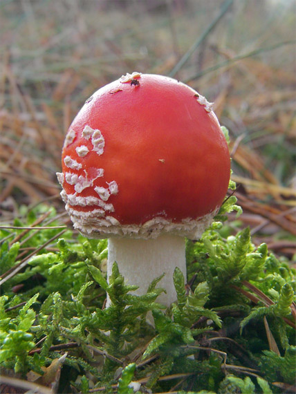 muchotrávka červená Amanita muscaria (L.) Lam.