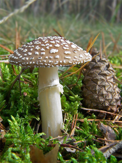 muchotrávka tigrovaná Amanita pantherina (DC.) Krombh.