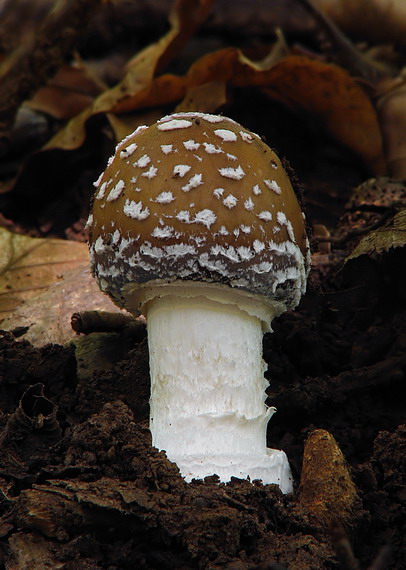 muchotrávka tigrovaná Amanita pantherina (DC.) Krombh.