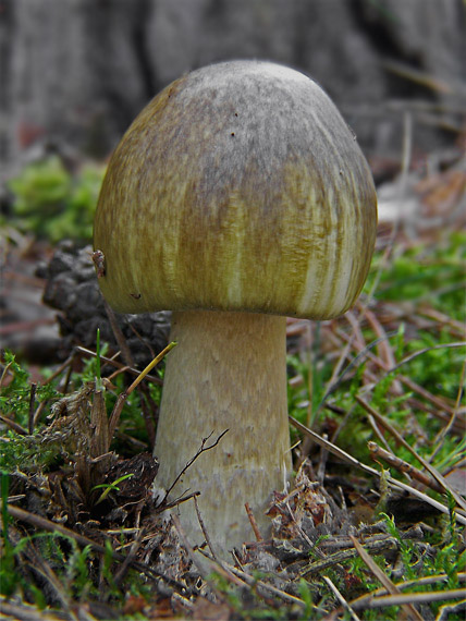 muchotrávka zelená Amanita phalloides (Vaill. ex Fr.) Link