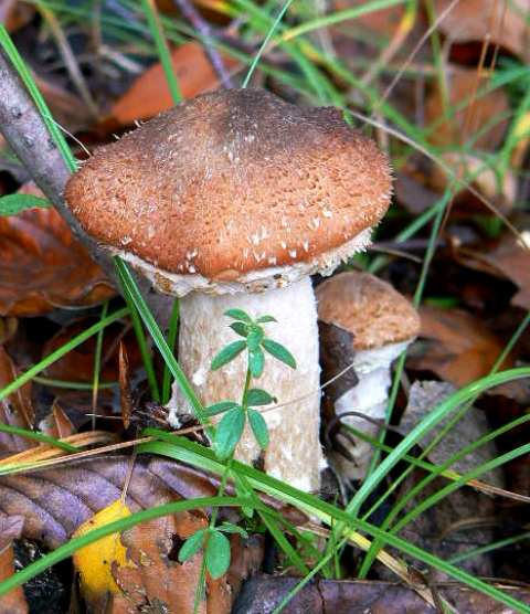 podpňovka obyčajná Armillaria mellea (Vahl) P. Kumm.