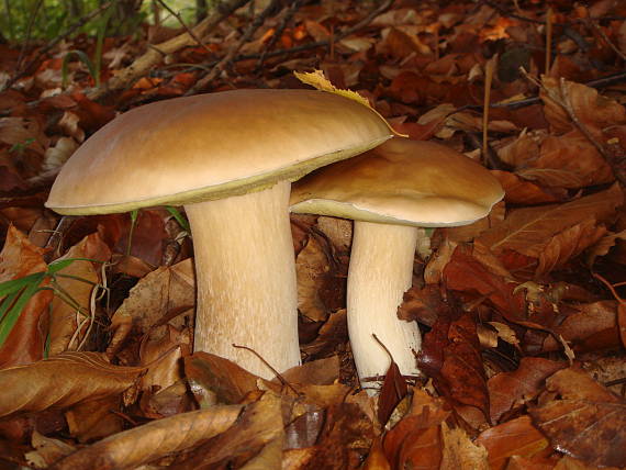 hríb smrekový Boletus edulis Bull.