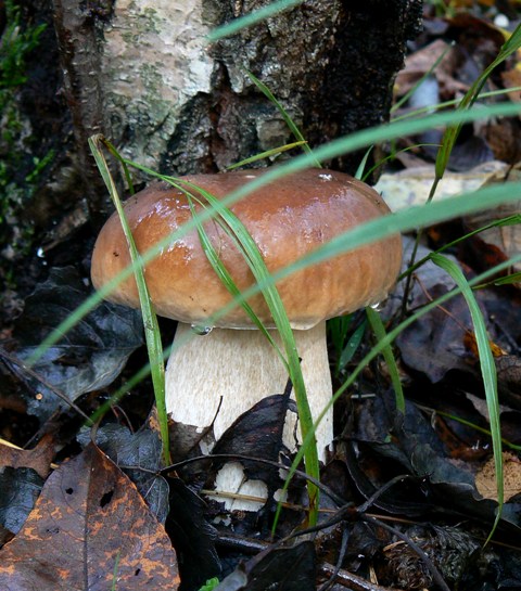 hríb smrekový Boletus edulis Bull.