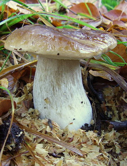 hríb smrekový Boletus edulis Bull.