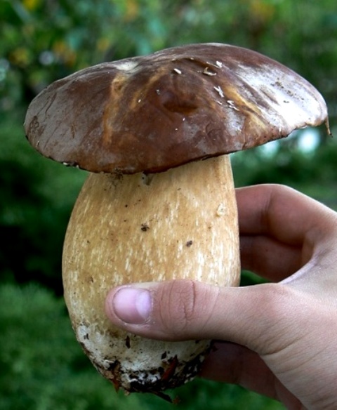 hríb sosnový Boletus pinophilus Pil. et Dermek in Pil.