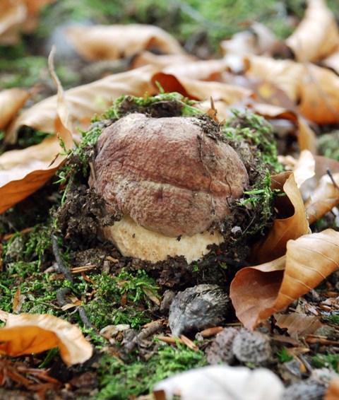 hríb sosnový Boletus pinophilus Pil. et Dermek in Pil.