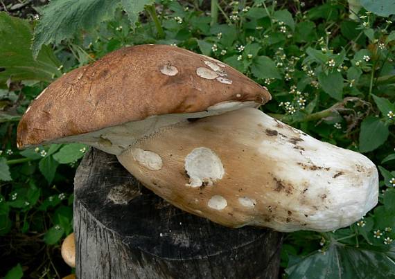 hríb dubový Boletus reticulatus Schaeff.