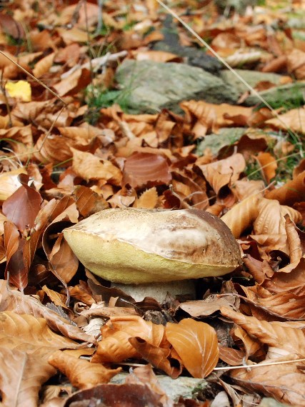 hríb dubový Boletus reticulatus Schaeff.